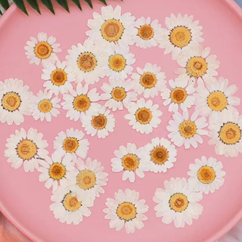 Pressed Flower Frame - 100개 천연 백색 크리스탈 국화 데이지