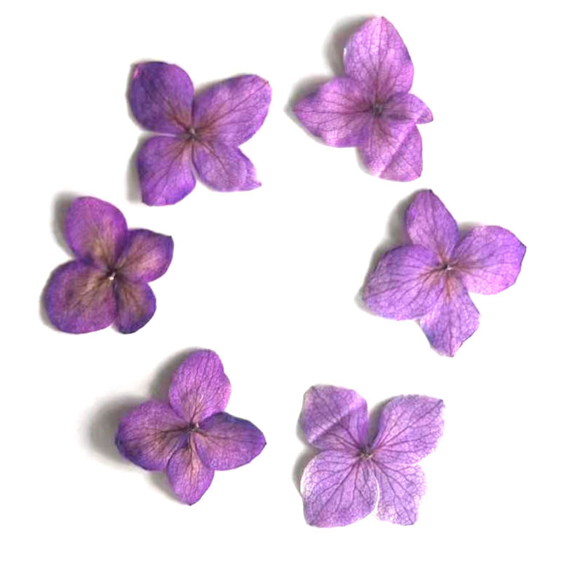 60개 안나 수국 색상흡수 꽃 에폭시 레진 북마크 사진 - Pressed Flower Frame 리뷰 및 가격