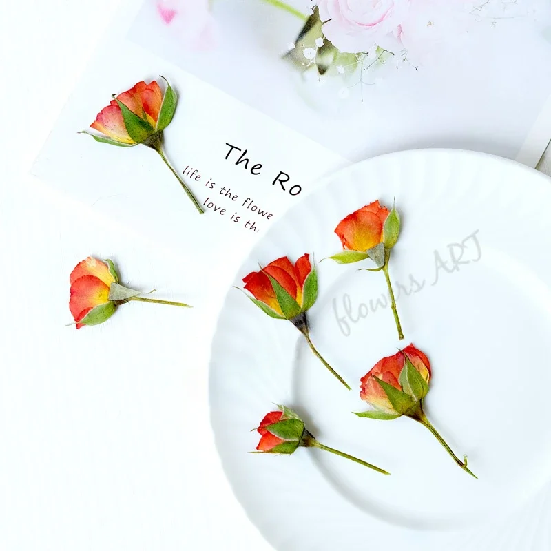 압착된 장미꽃 꽃잎 드라이 플라워 DIY 식물 사진 프 - Pressed Flower Frame 리뷰 및 가격