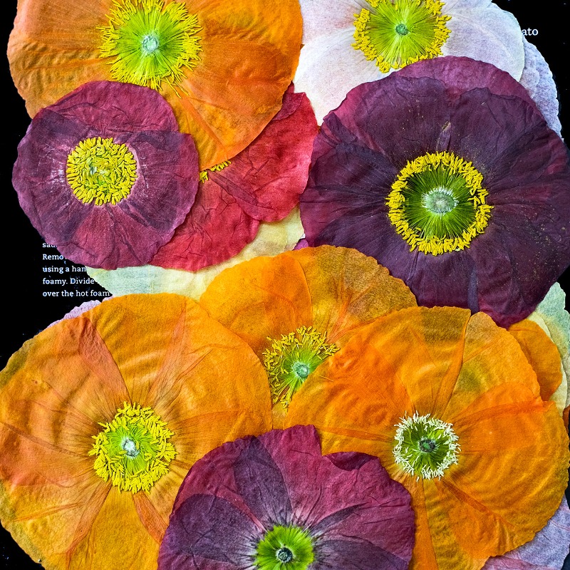 1개, 자연산 양귀비 압화 DIY 레진 몰드 스크랩북  - Pressed Flower Frame 리뷰 및 가격
