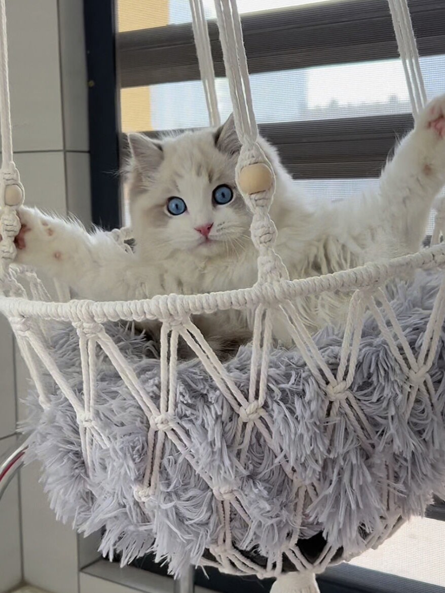수제 고양이 해먹 둥지, 매달린 그네형 고양이 둥지,  - Woven Wall Basket 리뷰 및 가격