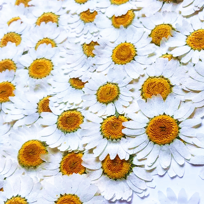 100개 천연 백색 크리스탈 국화 데이지 식물 표본 실 - Pressed Flower Frame 리뷰 및 가격