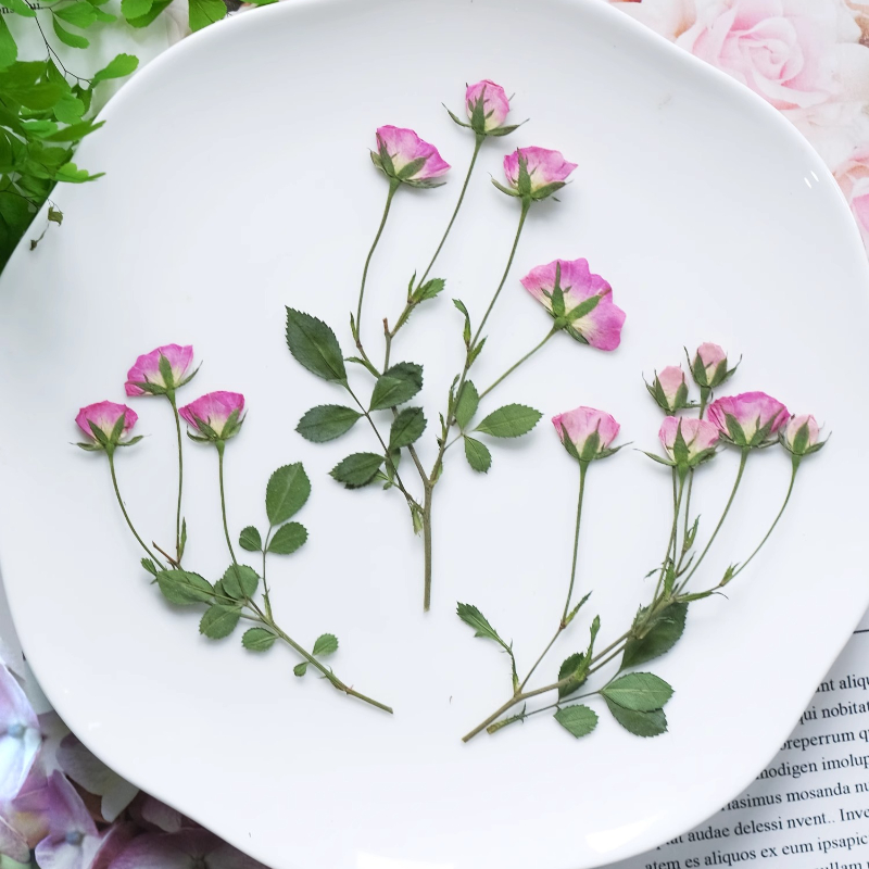 12개, 미니 핑크 장미 압화, 드립 글루 사진 프레임 - Pressed Flower Frame 리뷰 및 가격
