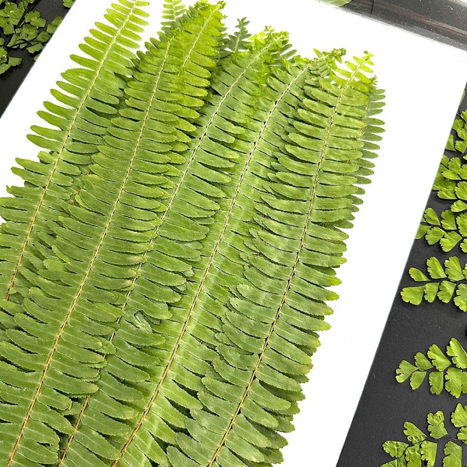 5개의 자연산 녹색 대형 고사리 혼합 압축 식물 표본( - Pressed Flower Frame 리뷰 및 가격