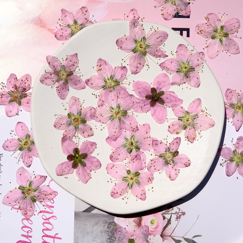 3-4cm./6pcs, 핑크 복숭아 꽃 압축 말린 꽃  - Pressed Flower Frame 리뷰 및 가격