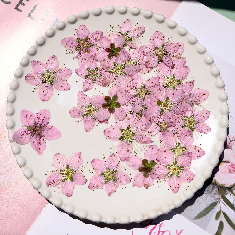 3-4cm./6pcs, 핑크 복숭아 꽃 압축 말린 꽃  - Pressed Flower Frame 리뷰 및 가격