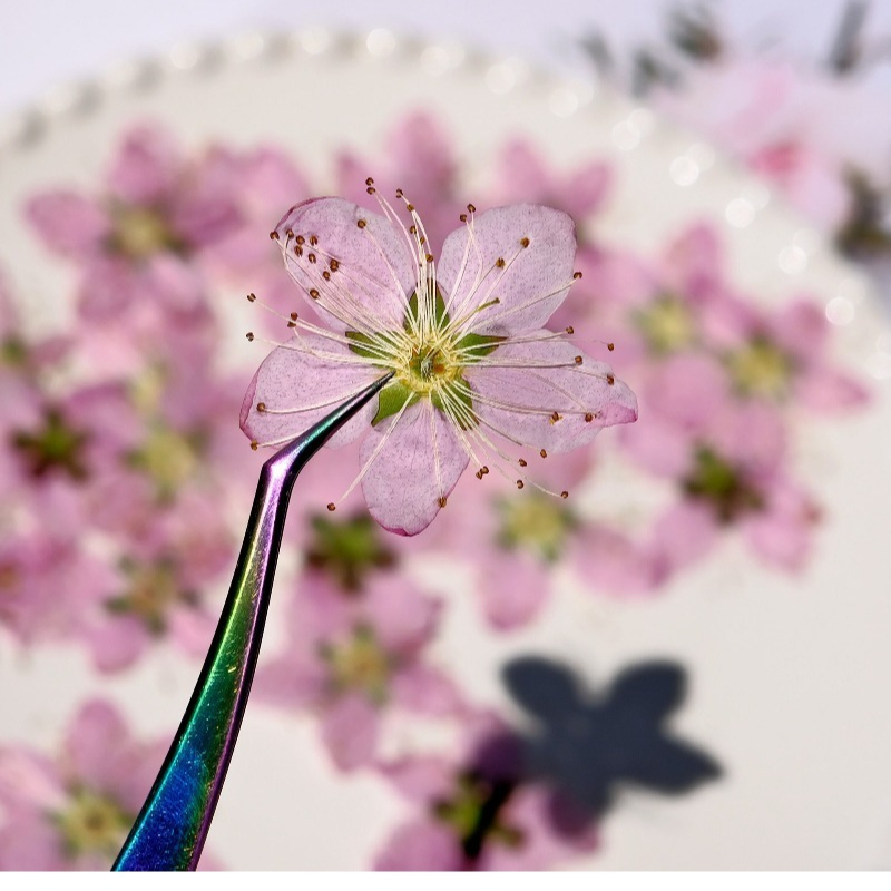 3-4cm./6pcs, 핑크 복숭아 꽃 압축 말린 꽃  - Pressed Flower Frame 리뷰 및 가격