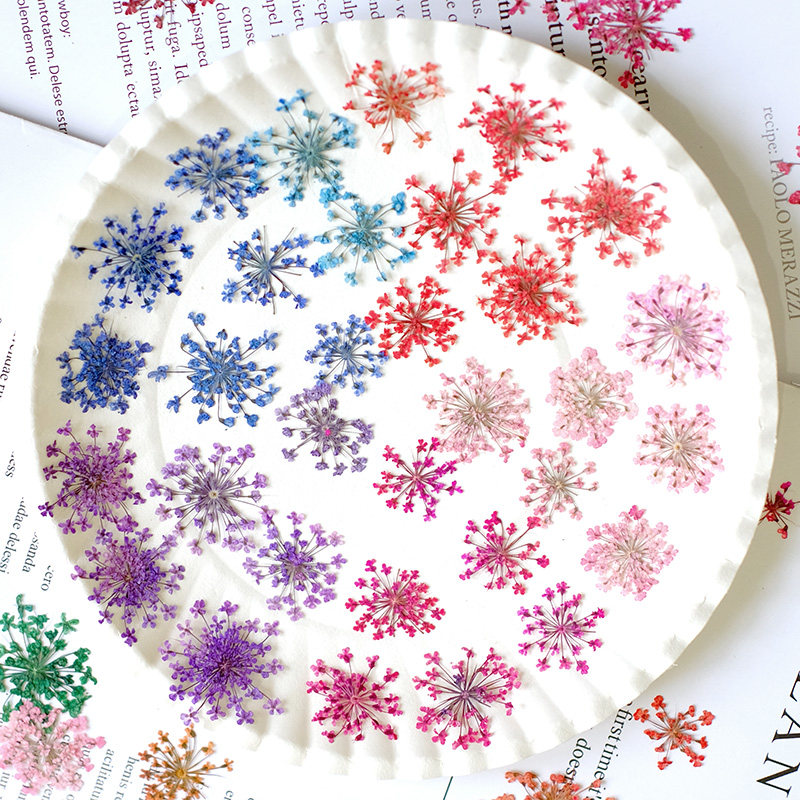 24개, 2-2.5cm, 자연 염색 미니 레이스 압화  - Pressed Flower Frame 리뷰 및 가격