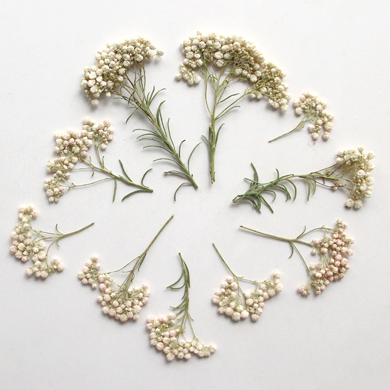12개, 자연산 수수꽃 가지, 압화 DIY 글루 드롭  - Pressed Flower Frame 리뷰 및 가격
