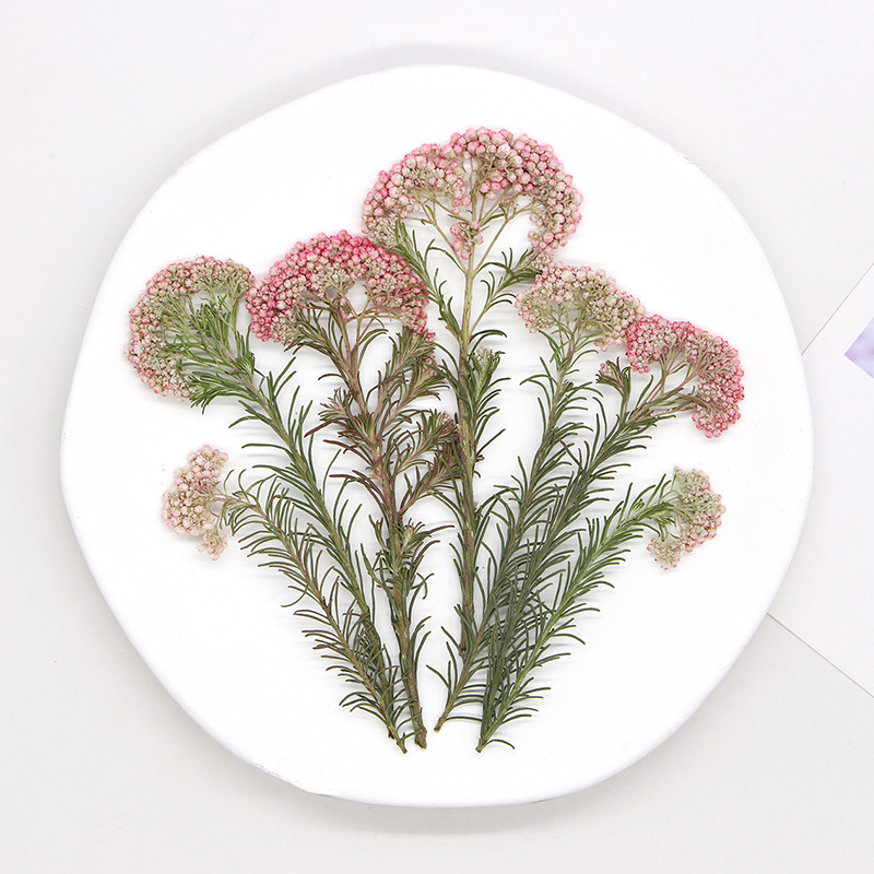 12개, 자연산 수수꽃 가지, 압화 DIY 글루 드롭  - Pressed Flower Frame 리뷰 및 가격