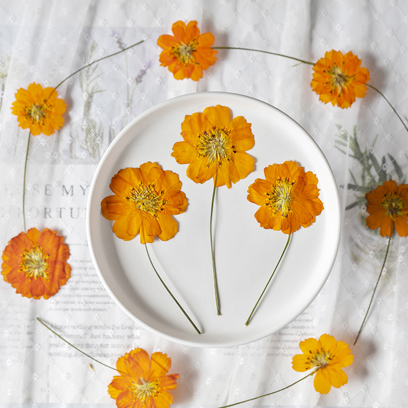 8-10cm/24개, 자연 건조된 코스모스 설퍼루스 작 - Pressed Flower Frame 리뷰 및 가격