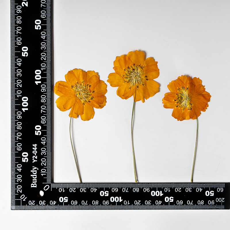 8-10cm/24개, 자연 건조된 코스모스 설퍼루스 작 - Pressed Flower Frame 리뷰 및 가격