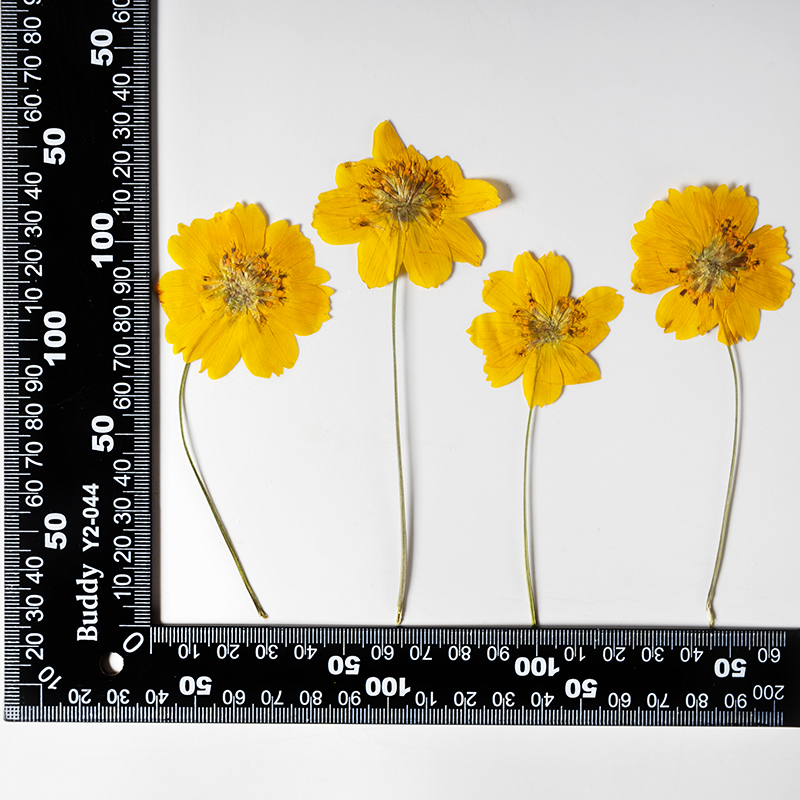 8-10cm/24개, 자연 건조된 코스모스 설퍼루스 작 - Pressed Flower Frame 리뷰 및 가격