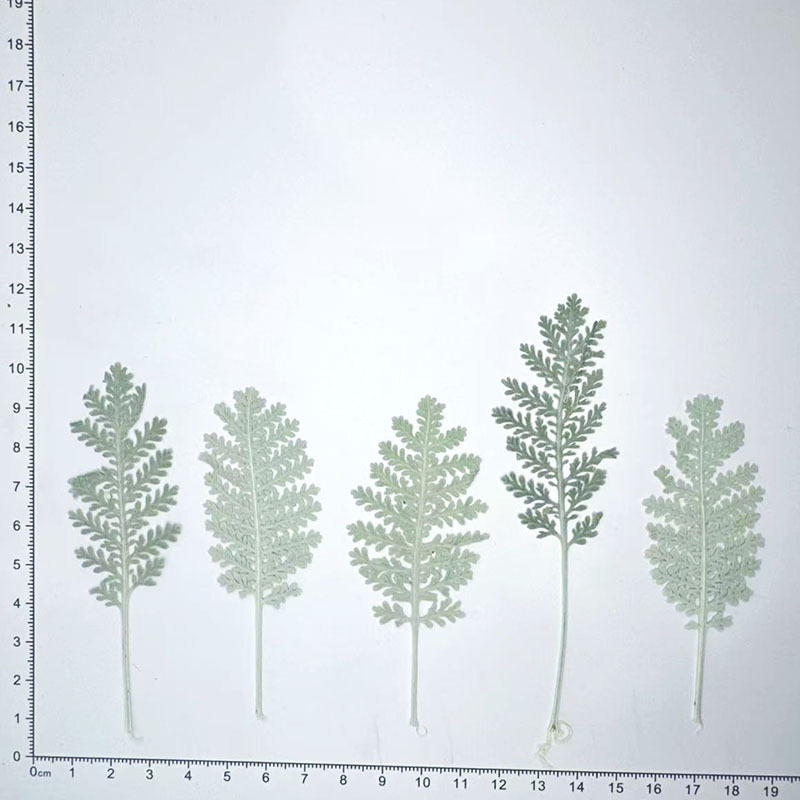 100개 천연 은색 깃털 잎사귀, 색상으로 염색한 압화 - Pressed Flower Frame 리뷰 및 가격