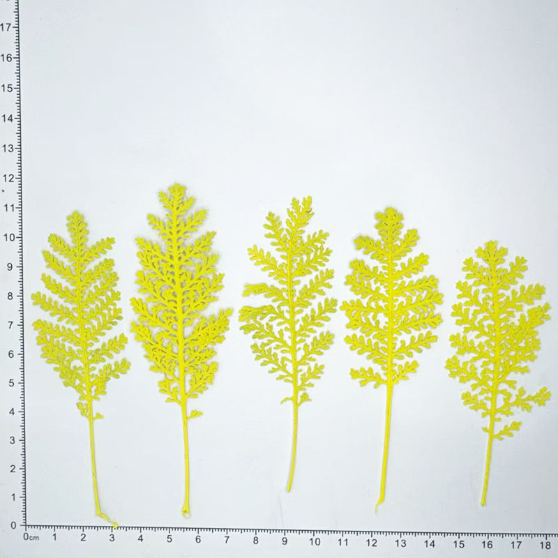 100개 천연 은색 깃털 잎사귀, 색상으로 염색한 압화 - Pressed Flower Frame 리뷰 및 가격