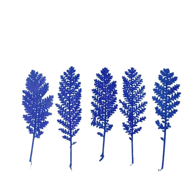 100개 천연 은색 깃털 잎사귀, 색상으로 염색한 압화 - Pressed Flower Frame 리뷰 및 가격
