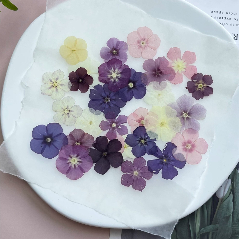 12개, 반투명 니치 플록스 압화 - 사진 액자/레진  - Pressed Flower Frame 리뷰 및 가격