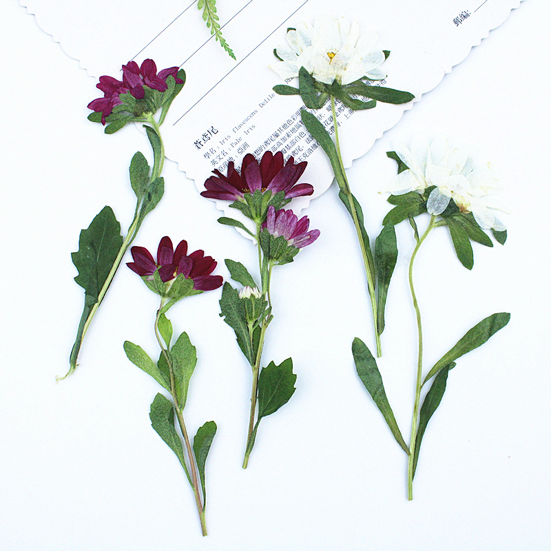 24pcs, 레진 전화 케이스 램프 데칼 북마크 식물  - Pressed Flower Frame 리뷰 및 가격
