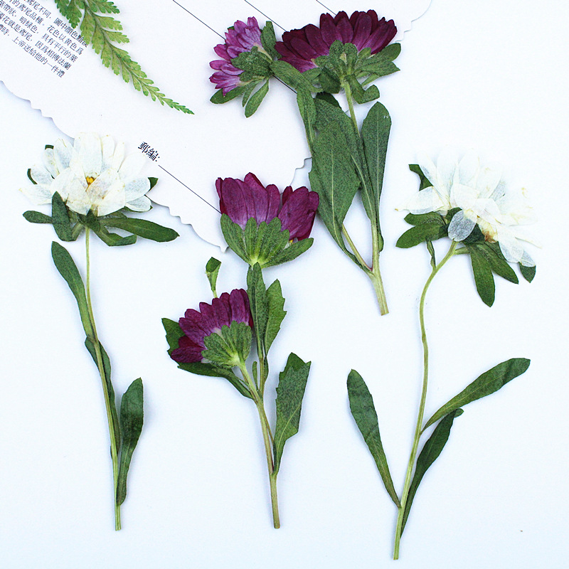 24pcs, 레진 전화 케이스 램프 데칼 북마크 식물  - Pressed Flower Frame 리뷰 및 가격