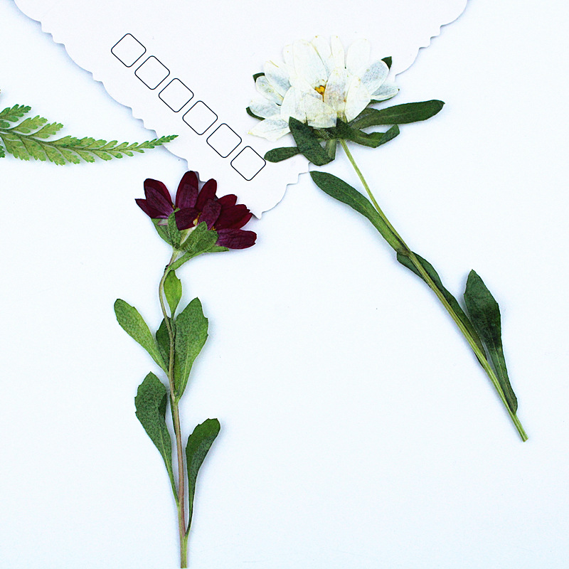 24pcs, 레진 전화 케이스 램프 데칼 북마크 식물  - Pressed Flower Frame 리뷰 및 가격