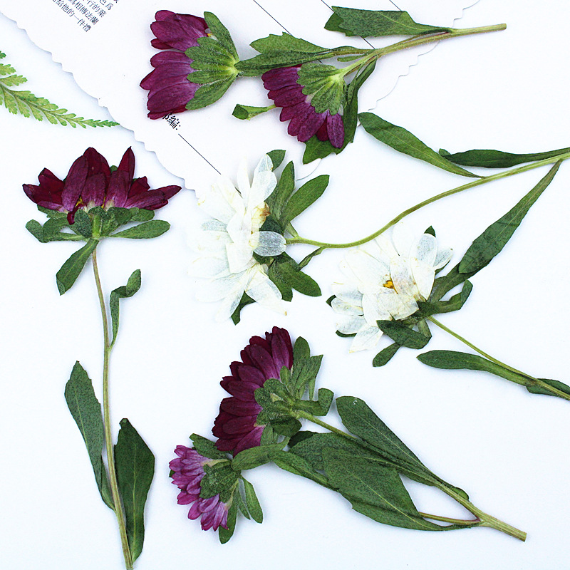 24pcs, 레진 전화 케이스 램프 데칼 북마크 식물  - Pressed Flower Frame 리뷰 및 가격